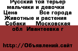 Русский той-терьер мальчики и девочки › Цена ­ 8 000 - Все города Животные и растения » Собаки   . Московская обл.,Ивантеевка г.